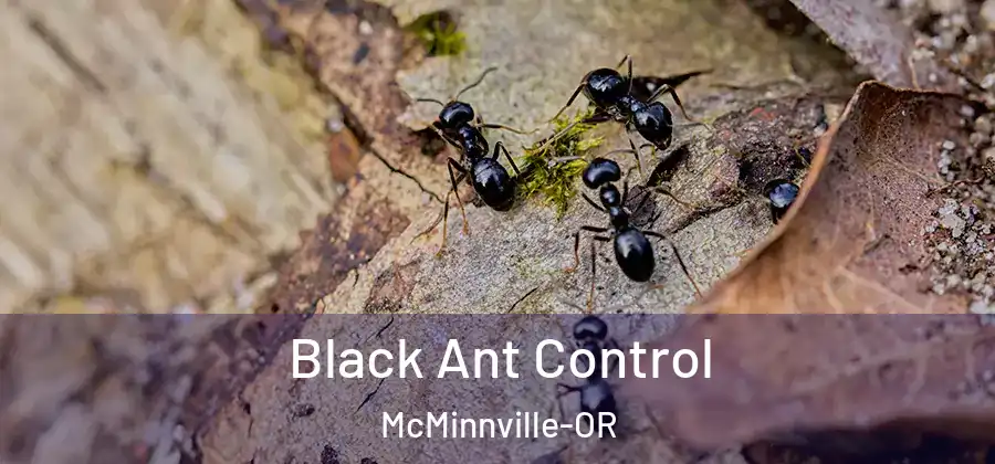  Black Ant Control McMinnville-OR