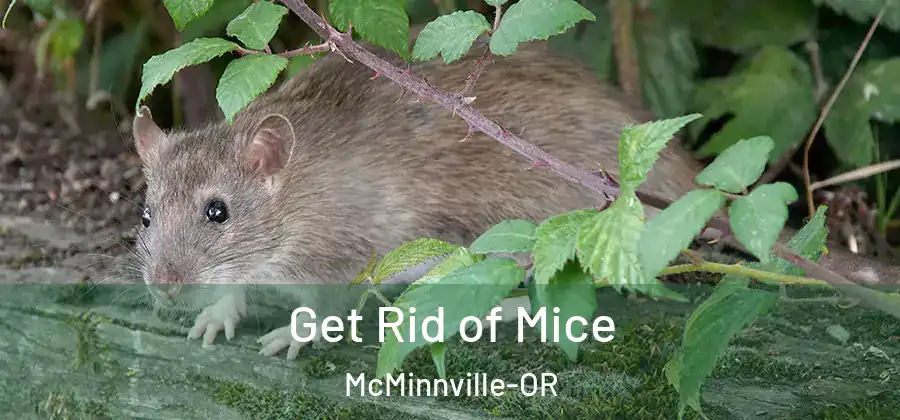 Get Rid of Mice McMinnville-OR