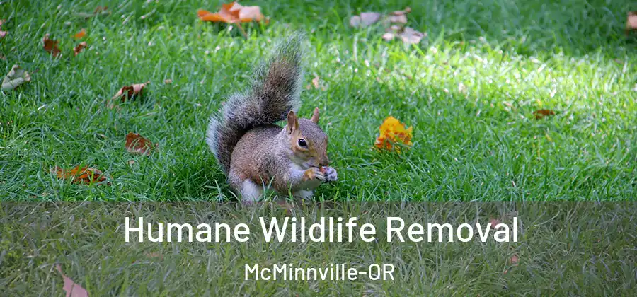 Humane Wildlife Removal McMinnville-OR