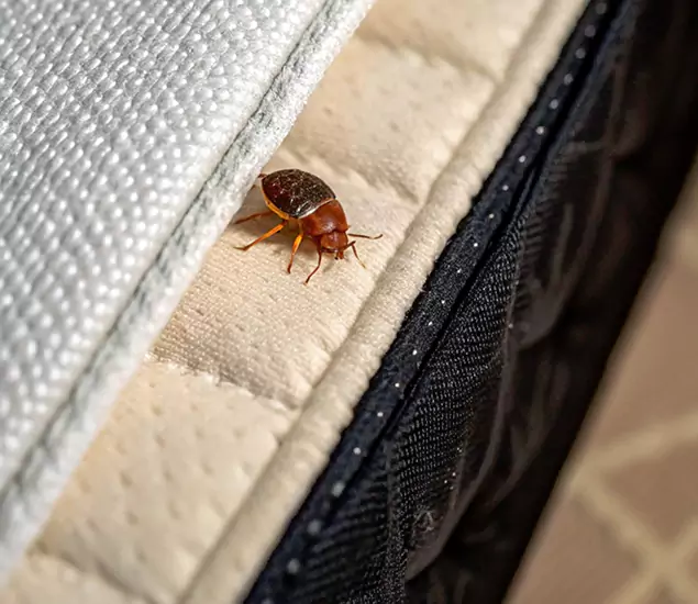 Bed Bug Exterminator Experts You Can Trust in McMinnville, OR
