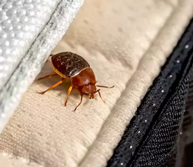 Trusted Bed Bug Prevention Specialists in McMinnville, OR