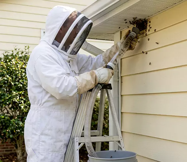 Your Affordable Bee Removal Company in McMinnville, OR