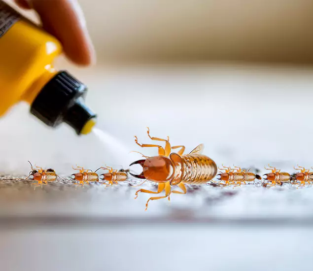 Reliable Bora Care Termite Experts in McMinnville, OR