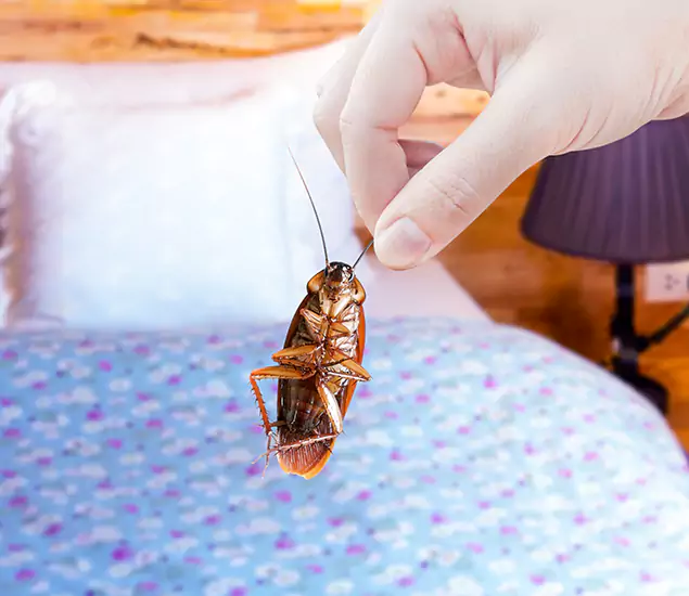 Expert Roach Control Services: Your Cockroach Pest Control in McMinnville, OR