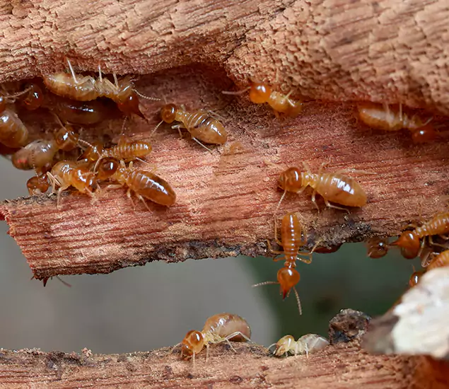 About Our Drywood Termite Treatment Experts in McMinnville, OR