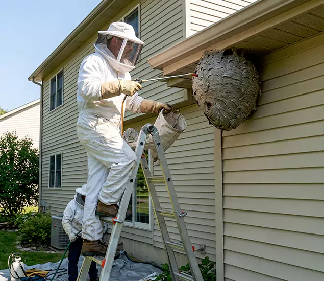 Expert Wasp Nest Removal: Your Local Wasp Nest Removal Company in McMinnville, OR