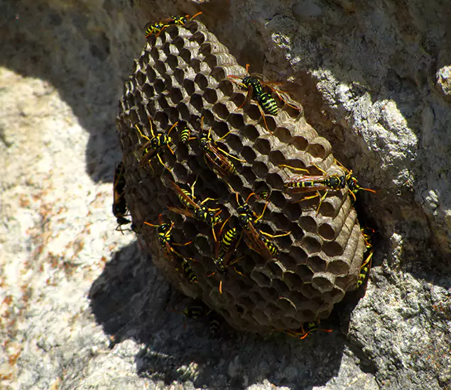 Your Local Hornet Removal Company in McMinnville, OR