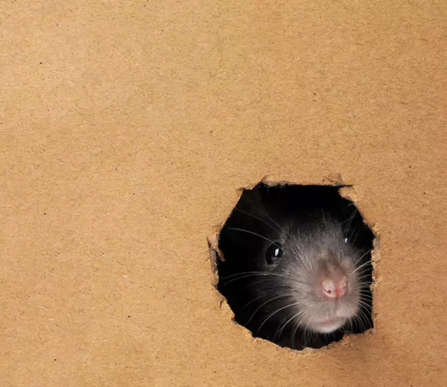 Rats in Attic Removal Experts in McMinnville, OR