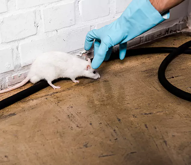 About Rodent Control Experts in McMinnville, OR