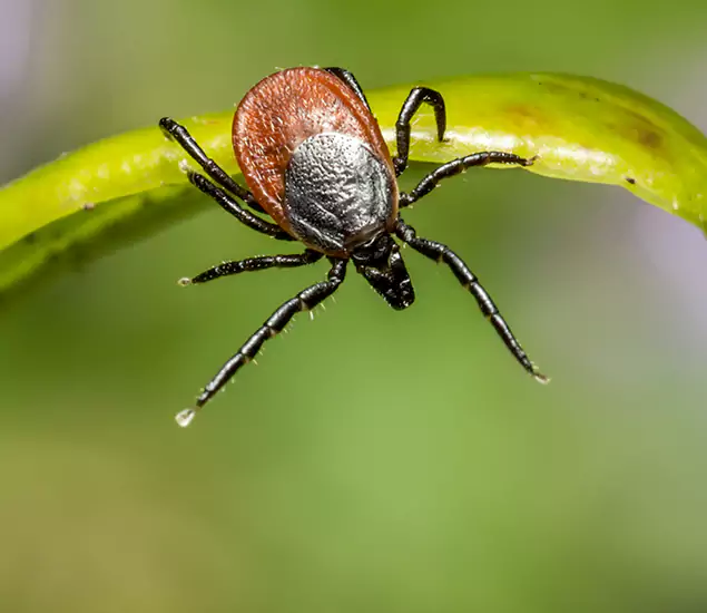 Your Trusted Tick Pest Control in McMinnville, OR