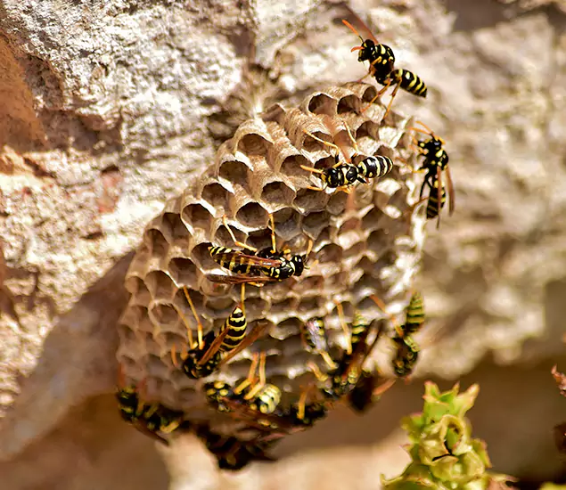 Your Best Wasp Removal Company in McMinnville, OR