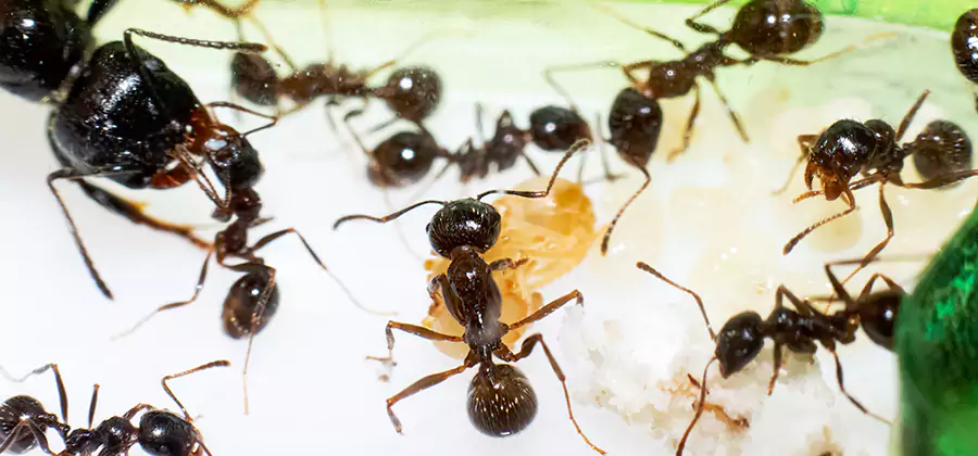 Argentine Ant Barrier Treatment in McMinnville