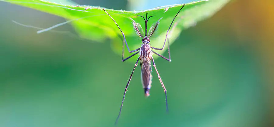 Natural Mosquito Spray for Yard in McMinnville
