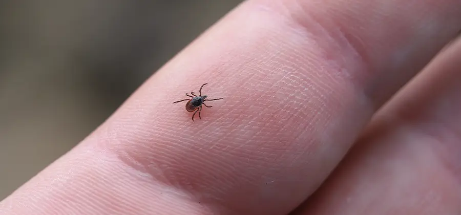 Infection Prevention for Bed Bug Bites in McMinnville