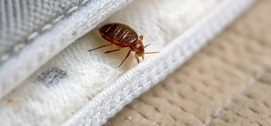 Tenting Bed Bug Fumigation in McMinnville
