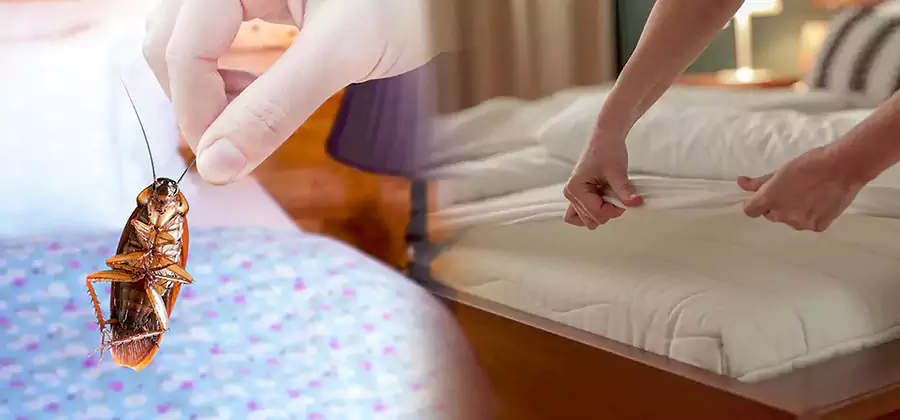 Bed Bug Home Extermination Service in McMinnville