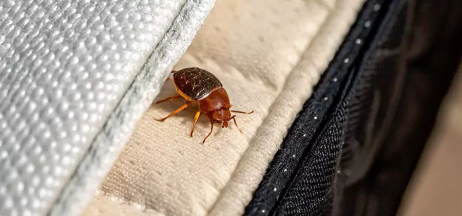 Commercial Bed Bug Control in McMinnville