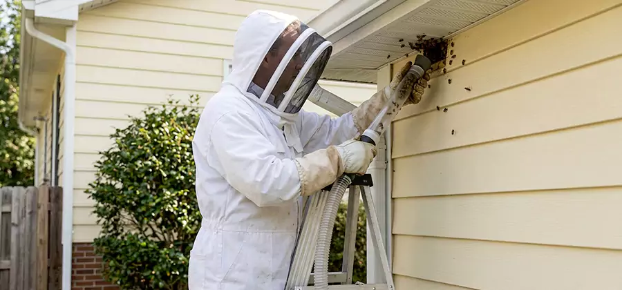 Ground Bee Removal in McMinnville