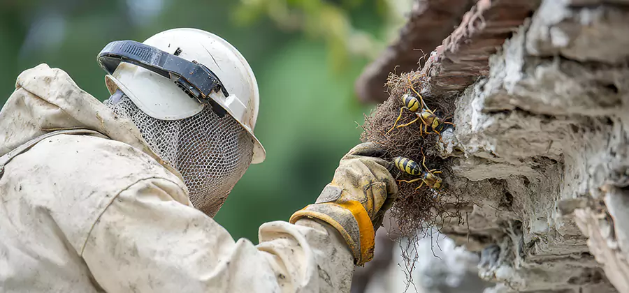 Bee and Wasp Hornet Removal in McMinnville