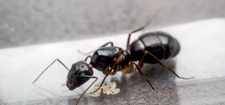 Black Ants in Kitchen Elimination in McMinnville