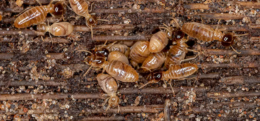 Bora Care Residential Termite Control in McMinnville