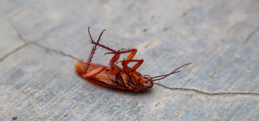 Cockroach Eradication for Commercial Properties in McMinnville