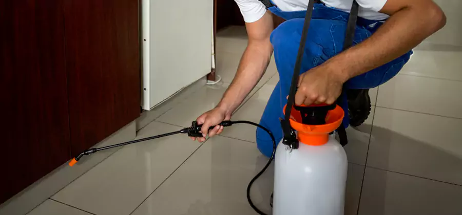Palmetto Bug Exterminator in McMinnville