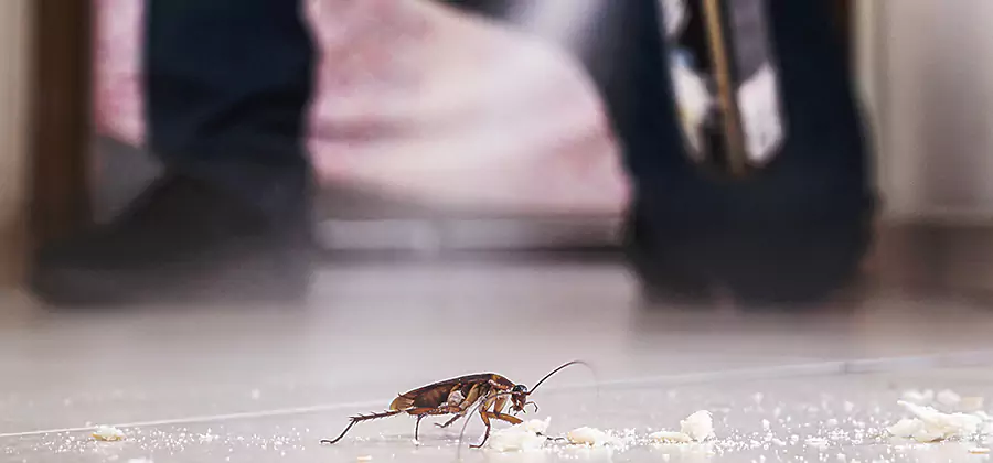 Roach House Treatment McMinnville