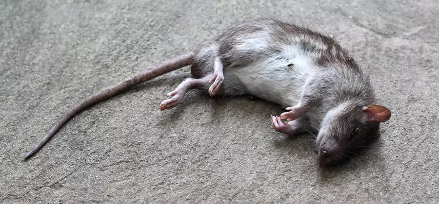 Dead Rat Disposal in McMinnville