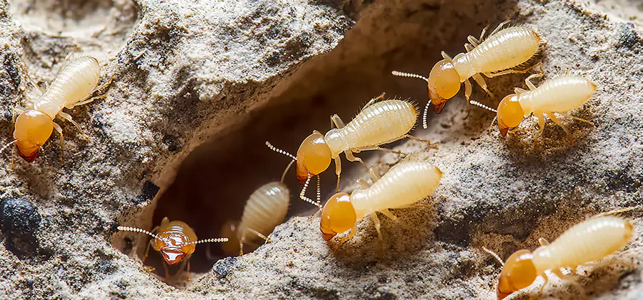 Termite Exterminator Services in McMinnville