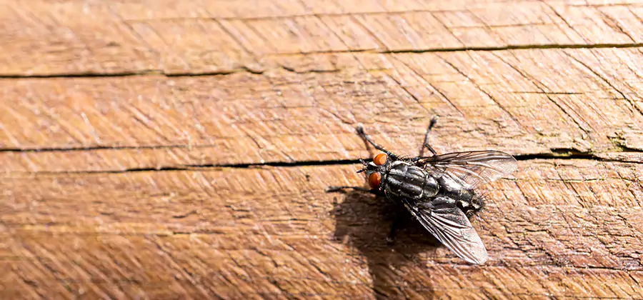 Flying Ant Barrier Treatment in McMinnville