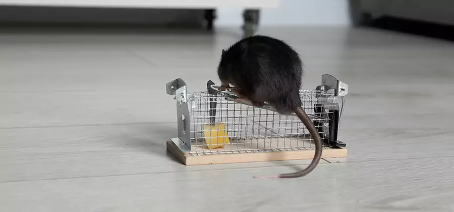 Mice in Attic Removal McMinnville