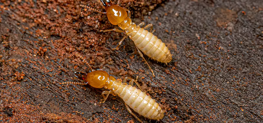 Structural Heat Termite Treatment in McMinnville