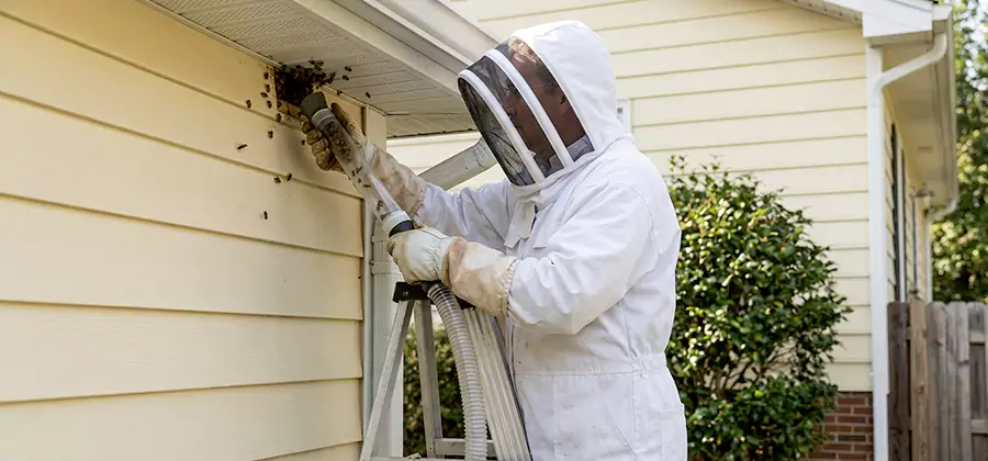 Wasp Nest in Wall Removal in McMinnville