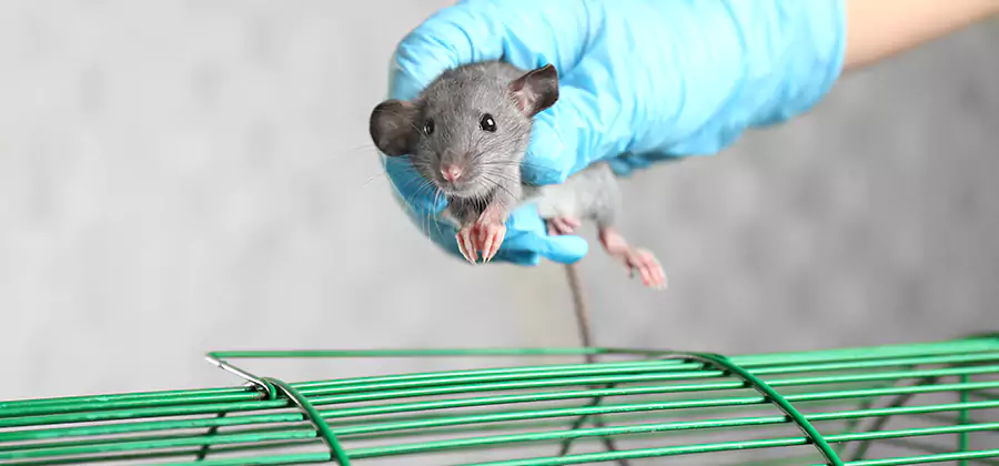 Humane Rat Trapping in McMinnville