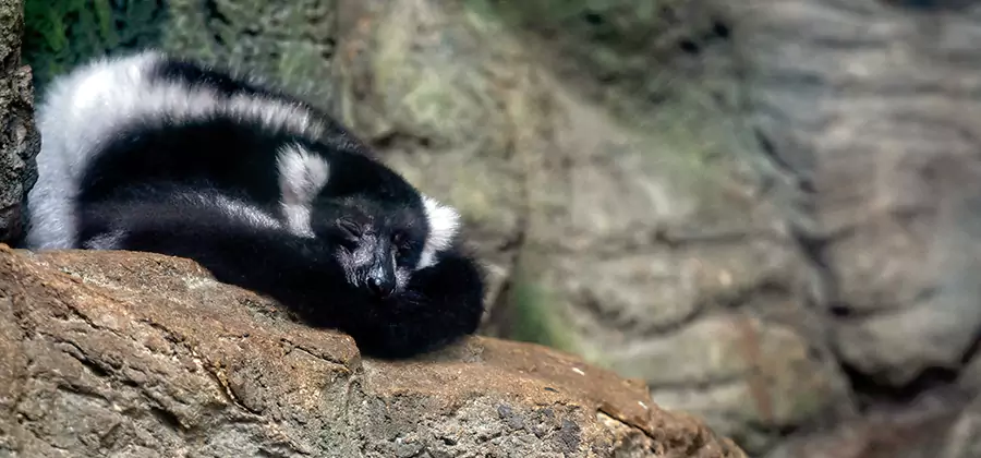 Humane Skunk Removal in McMinnville