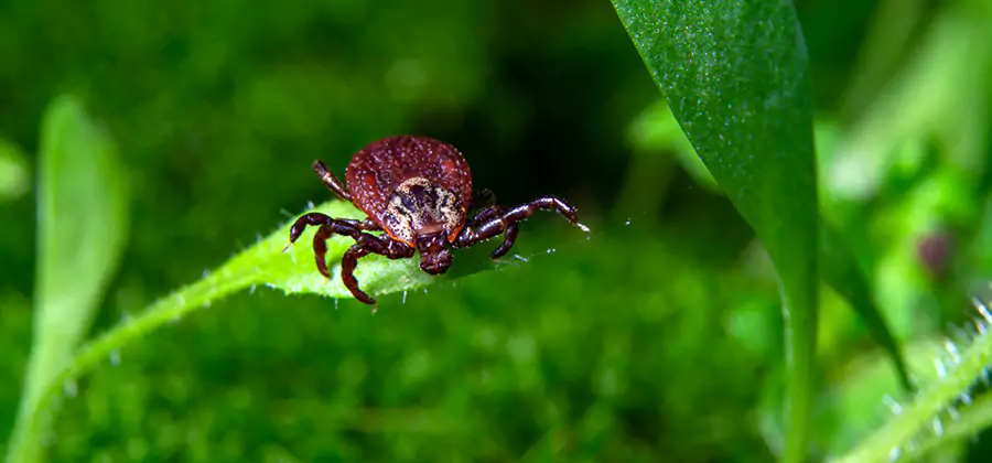 Tick Prevention for Yard in McMinnville
