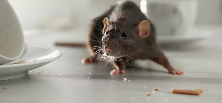 Rodent Feces Removal in McMinnville