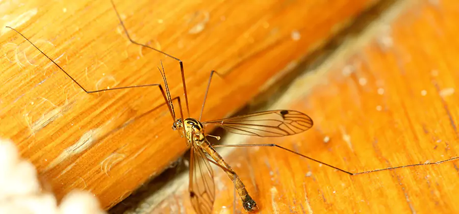 Exterior Mosquito Control in McMinnville