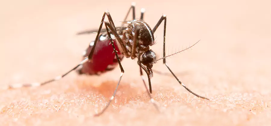 Indoor Mosquito Killer and Interior Control in McMinnville