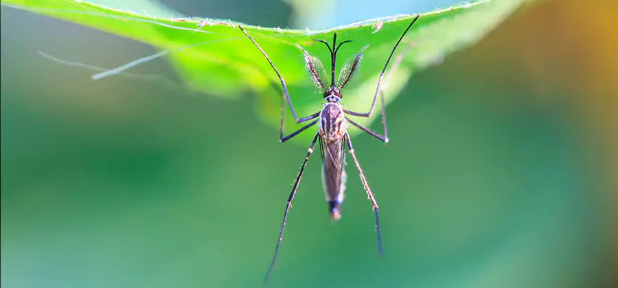 Pest and Mosquito Control for Yard and Patio in McMinnville