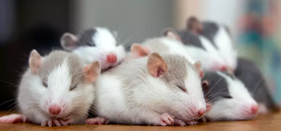 McMinnville Pet Safe Mice Control