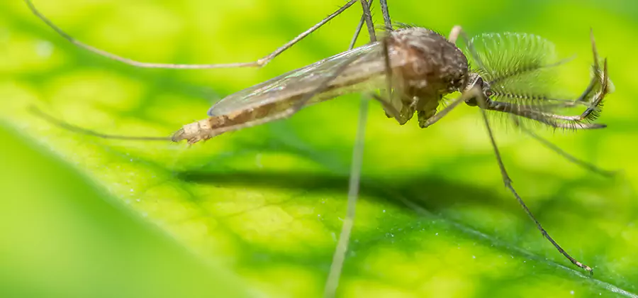 Herbal Mosquito Repellent Treatment in McMinnville