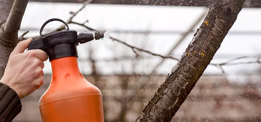 Orange Oil Structural Cavity Treatment in McMinnville