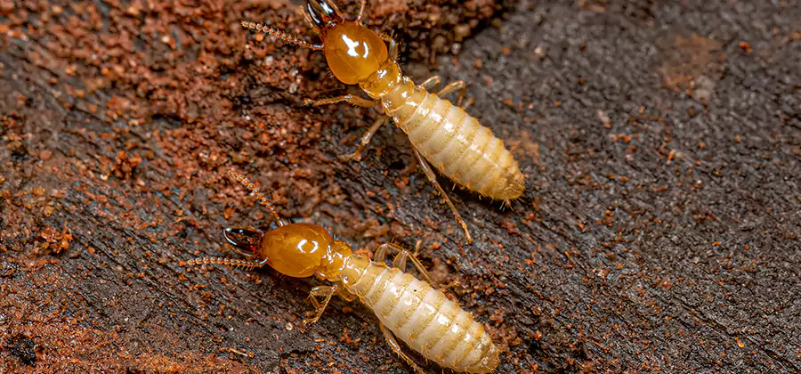 Natural Ant Hill Killer Treatment in McMinnville