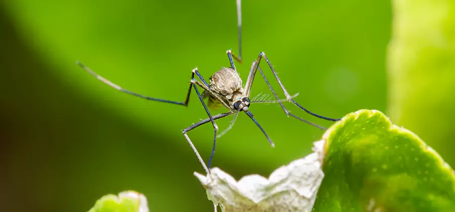 Natural Outdoor Mosquito Repellent in McMinnville