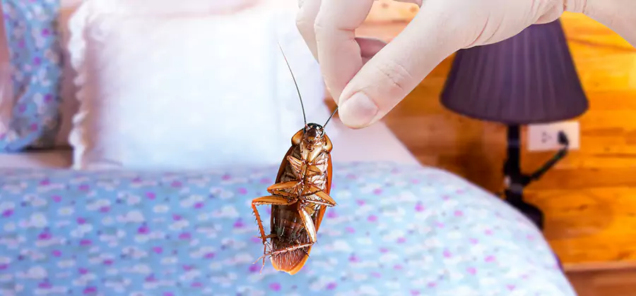 Bed Bug Inspection in McMinnville