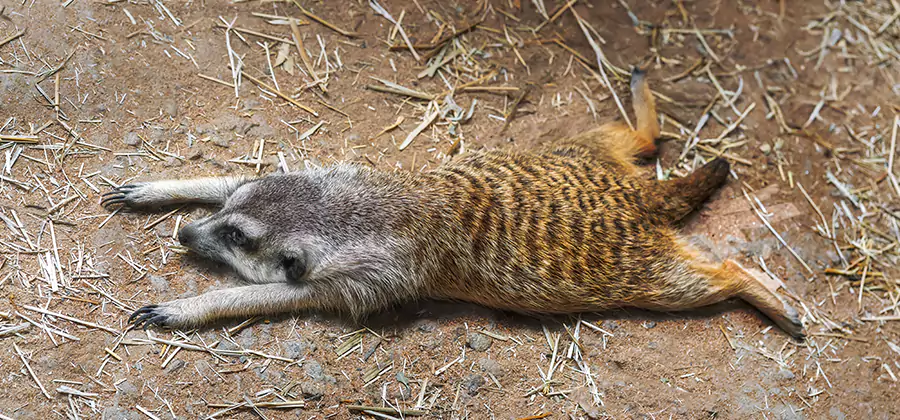 Dead Raccoon Removal in McMinnville