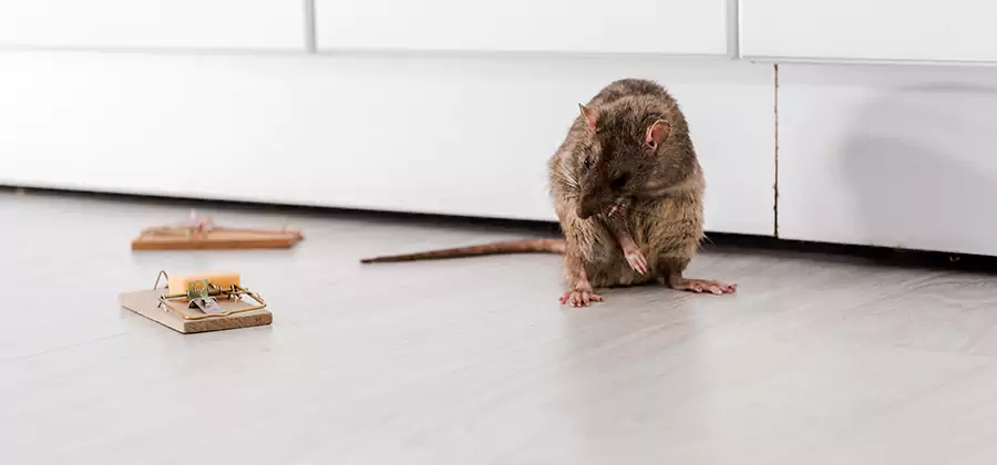 Rat Baiting Removal Service in McMinnville