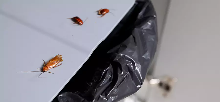 German Roach Pest Control in McMinnville